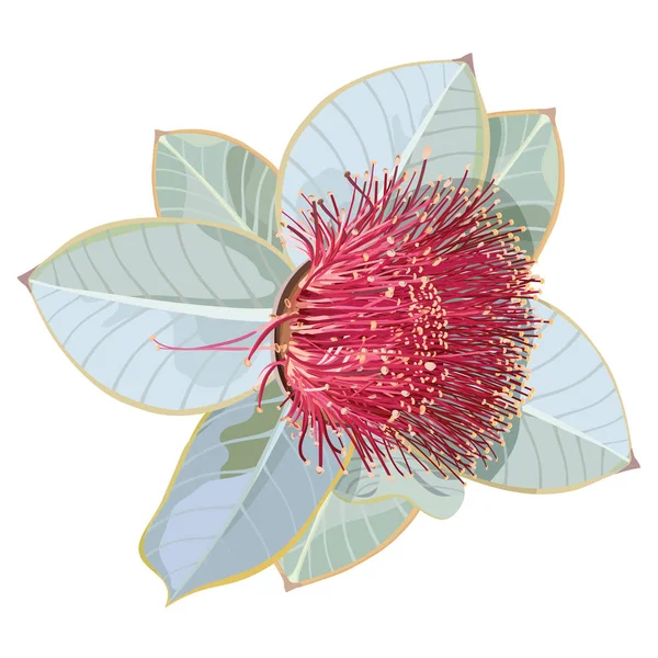 Illustration vectorielle réaliste fruitée de Mottlecah Eucalyptus Illustrations De Stock Libres De Droits