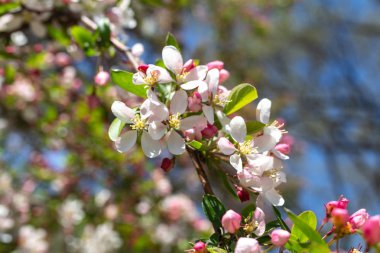 Çiçekli Bahçe çiçekleri