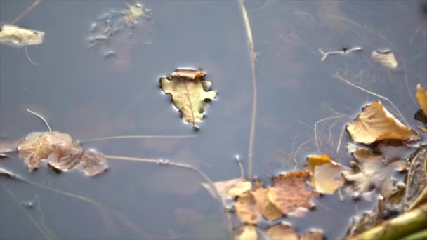 Žluté Listy Břízy Dubové Lež Povrchu Vody — Stock video