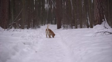 Golden Retriever kış Ormanda yürür