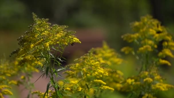 Api Giorno Estive Volano Siedono Fiore Giallo — Video Stock