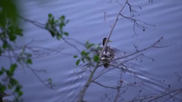 Dos Patos Nadan Estanque Verano — Vídeo de stock