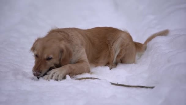 冬天森林里的金毛寻回者躺在小道上嚼着一根棍子 — 图库视频影像