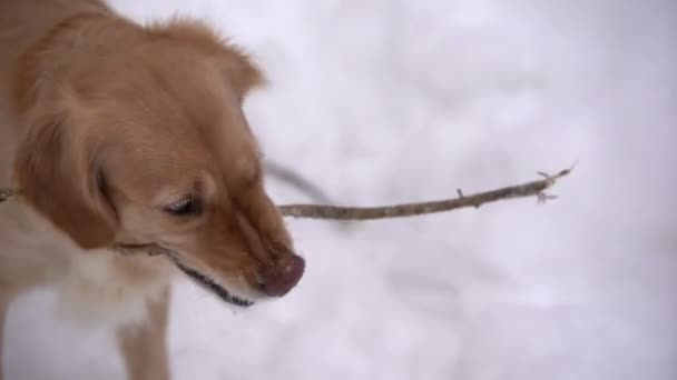 Zlatý Retrívr Zimě Dřeva Žvýkání Stick — Stock video