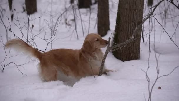 Golden Retriever Winter Holz Kaustock — Stockvideo