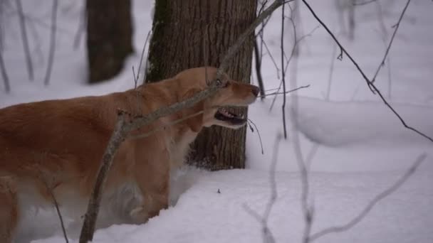 金毛寻回者在冬天的木头咀嚼棍子 — 图库视频影像