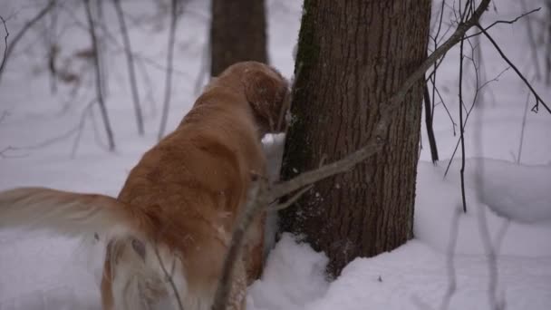 Cría Perros Golden Retriever Buscando Algo Nieve Bosque Invierno — Vídeos de Stock