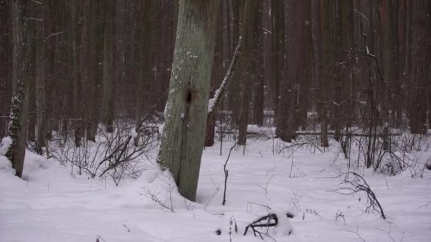Een Boom Met Een Hol Staat Het Forest Van Winter — Stockvideo