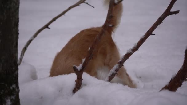 Собака Породи Золотистий Ретрівер Шукає Щось Снігу Зимовому Лісі — стокове відео