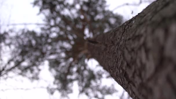 Çam Ağacı Kışın Görünümü Aşağıdan Küçük Kar Düşüyor — Stok video