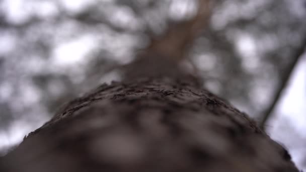 冬天的松树 从下面看 小雪落 — 图库视频影像
