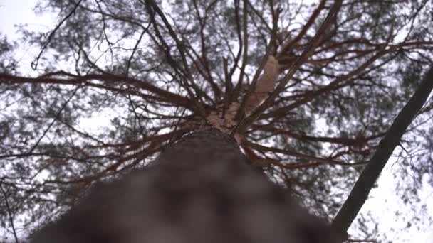 Pine Tree Winter Weergave Van Onderen Kleine Sneeuw Valt — Stockvideo