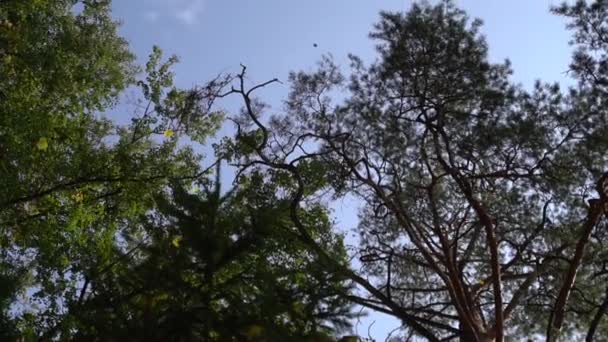 針葉樹と落葉樹は夏または秋の日は葉の秋を見ることができます明確なサニーに から下の角 下から撮影します — ストック動画