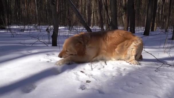 ゴールデンレトリーバー犬咬傷と雪の上に横たわる晴れた日に冬の森で棒の頭を上げるし 周りに見える — ストック動画