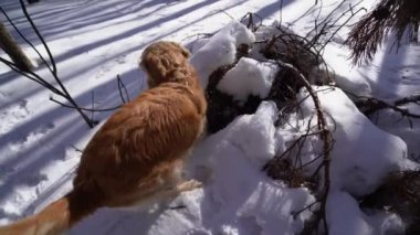 Golden Retriever köpek kış orman güneşli bir günde, bir delik delik kafasında düşürür sonra dışarı pokes ve devam ediyor bulundu