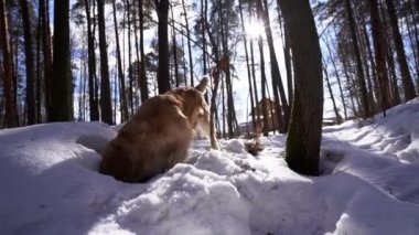 Güneşli bir kış orman karda bir delik delik kafasında düşürür sonra dışarı pokes ve etrafına bakıyor Golden Retriever köpek bulundu