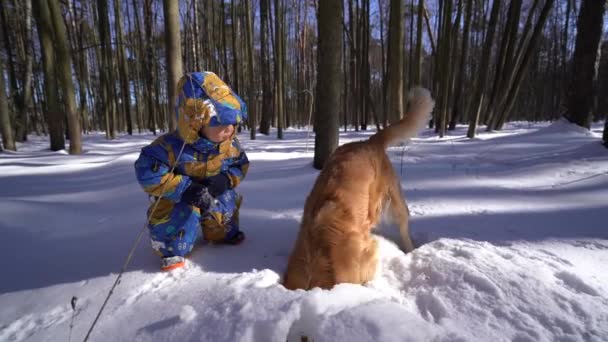 冬の森 犬ゴールデンレトリバー発掘雪晴れた日 置くで小さな子の隣に座っている雪の穴に頭冬のオーバー オール — ストック動画