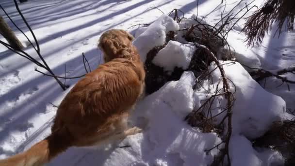 Golden Retriever Kutya Talált Egy Lyukat Téli Erdő Egy Napsütéses — Stock videók