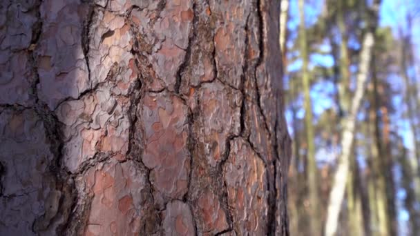 Gros plan sur l'écorce du pin, prise de vue par une belle journée ensoleillée d'hiver, ciel bleu 