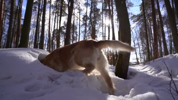 在阳光明媚的日子里 金毛寻回狗在冬日森林里从雪中挖出一个洞 低下头在洞里 然后探出头来 然后放弃 — 图库视频影像