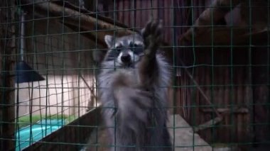 Yemek isteyen kafes aracılığıyla onun pençeleri ile uzanarak bir kafeste iki rakunlar oturmak