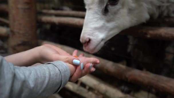 Sit Voliéra Ruky Dvě Ovce Bílá Černá Dítěte Rozšiřuje Kouskem — Stock video