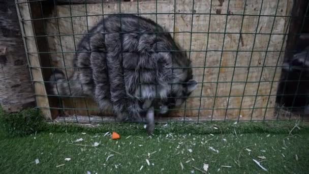 Two raccoons sit in a cage, one stretches his paws through the cage, trying to get a piece of carrot