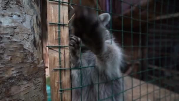 Raccoon / raccoon dog sitting in a cage / enclosure, stretches his paws to the camera, trying to reach the camera
