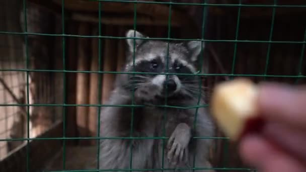 Rakun Oturur Bir Kafeste Uzanır Onun Pençeleri Kafes Üzerinden Apple — Stok video
