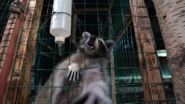 Wasbeer Wasbeerhond Zitten Een Kooi Behuizing Strekt Zijn Poten Aan — Stockvideo