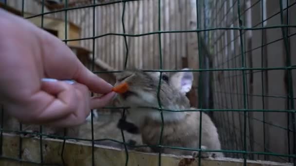 Kobiecej Dłoni Trzyma Kawałek Marchewki Pobliżu Klatki Królików Jeden Brązowy — Wideo stockowe