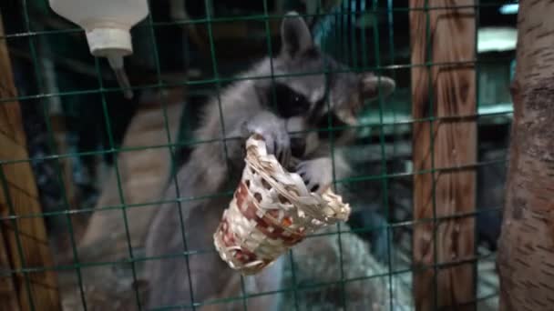 Hand Puts Piece Carrot Wicker Basket Brings Basket Enclosure Raccoon — Stock Video