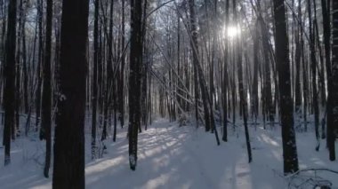 Kış karla kaplı orman, karda, görünür yolu düşmüş ağaçların önünde, kamera dron hamle geri, hava günlük güneşlik