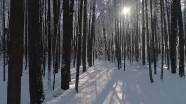 Kış karla kaplı orman, karda, görünür yolu düşmüş ağaçların önünde, kamera dron ilerleyecektir güzel bir gün. Hava