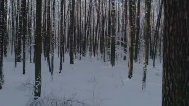 Kış orman, karla kaplı dron kamera ağaç gövdeleri arasında hareket eder. hava fotoğrafçılığı