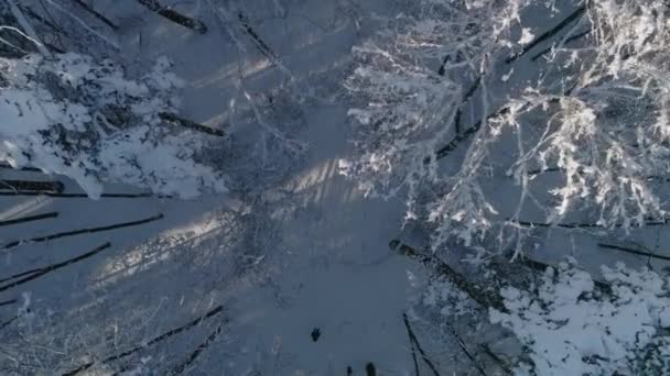 Winter Snow Covered Forest Tall Trees Pine Trees Shooting Drone — Stock Video