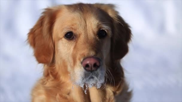 ゴールデン レトリーバー犬カメラに見えるし 彼の頭と先に見える日当たりの良い冬の日のクローズ アップを撮影になります — ストック動画