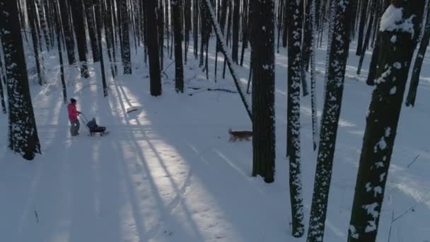 Anne Bir Kızak Kış Tulum Kış Ormanda Yol Boyunca Küçük — Stok video