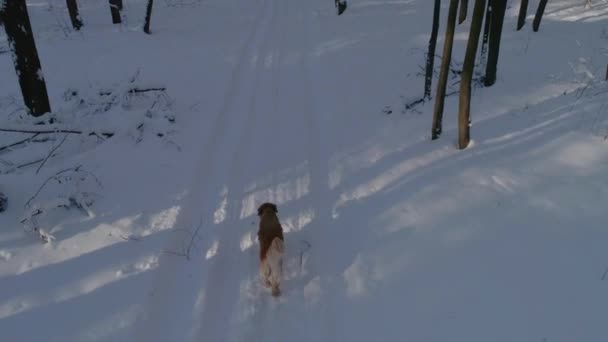 ゴールデン レトリーバー犬冬の森 上のポイントから空中撮影パス トラックに沿って走る — ストック動画