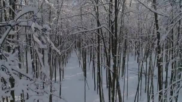 Camera Gaat Winter Sneeuw Bedekte Bos Luchtfoto Drone Schieten — Stockvideo