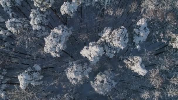 Fotografía Aérea Rodaje Desde Dron Invierno Bosque Cubierto Nieve Árboles — Vídeos de Stock