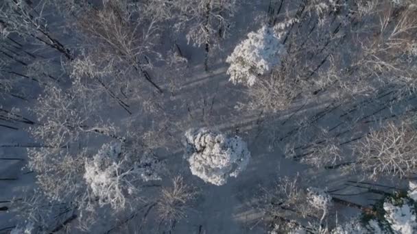 Luchtfotografie Schieten Vanuit Een Drone Winter Sneeuw Bedekte Bos Bomen — Stockvideo