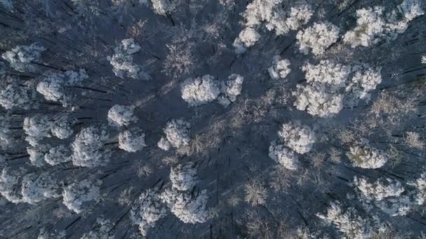 Luchtfotografie Schieten Met Het Gedreun Van Winter Sneeuw Bedekte Bossen — Stockvideo