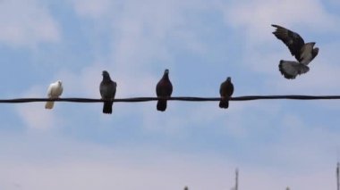Üç gri ve mavi gökyüzü, onlara karşı siyah bir tel üzerinde oturan bir beyaz güvercin uçar başka bir gri güvercin, ağır çekim