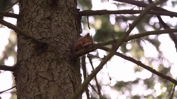 Pequeno Esquilo Marrom Senta Ramo Mordisca Cone Close — Vídeo de Stock