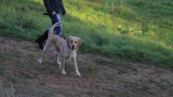 Mujer Rubia Caminando Con Una Correa Con Una Raza Perro — Vídeo de stock