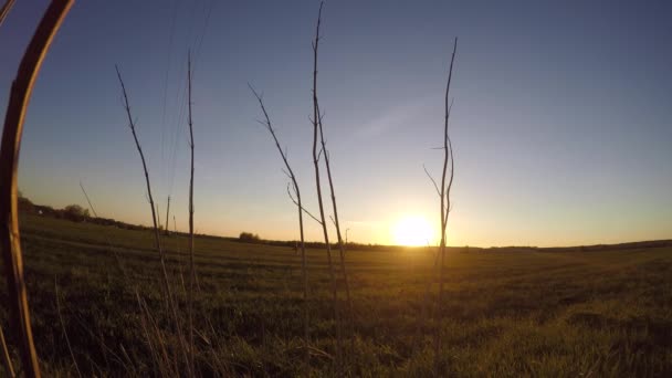 Sunset Timelapse Foreground Dry Branches Plant Kacha Tsya Wind Them — 图库视频影像