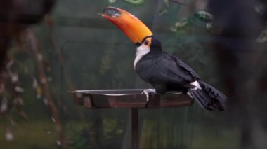 Büyük turuncu gagalı ve siyah tüyleri metal bir besleyici üzerinde oturan ve yemek yeme, yakın çekim kuş Toucan