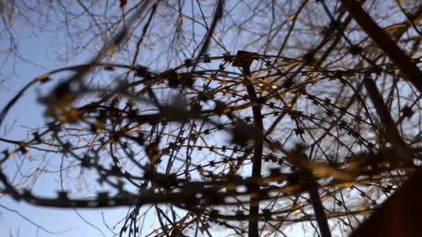 Filo Spinato Metallo Contro Cielo Blu Rami Albero Riprese Tramonto — Video Stock