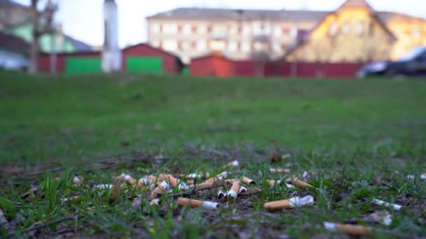 Green Grass Large Pile Bulls Cigarettes Background Passing Cars Shooting — Stock Video